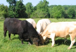 Picture: Few of our cattle