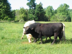 Picture: Few of our cattle