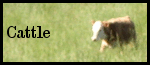 Cattle