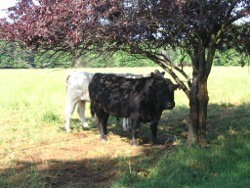 Picture: Couple of our cattle