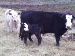 Picture: Couple of our cattle